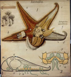 Astropecten, nr 11, Pfurtschellers zoologiska väggdiagram